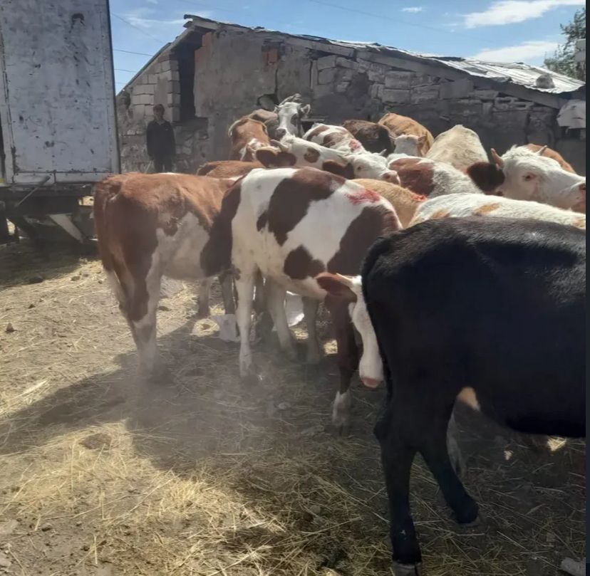 Alkaşi Hayvancılık